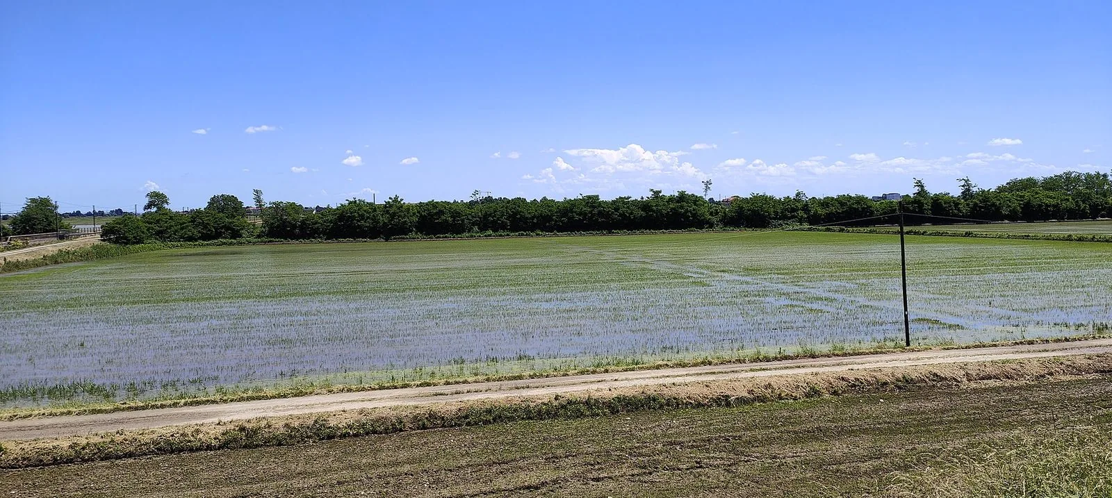 Le risaie del Vercellese in estate, verdi fino alla linea dell'orizzonte
