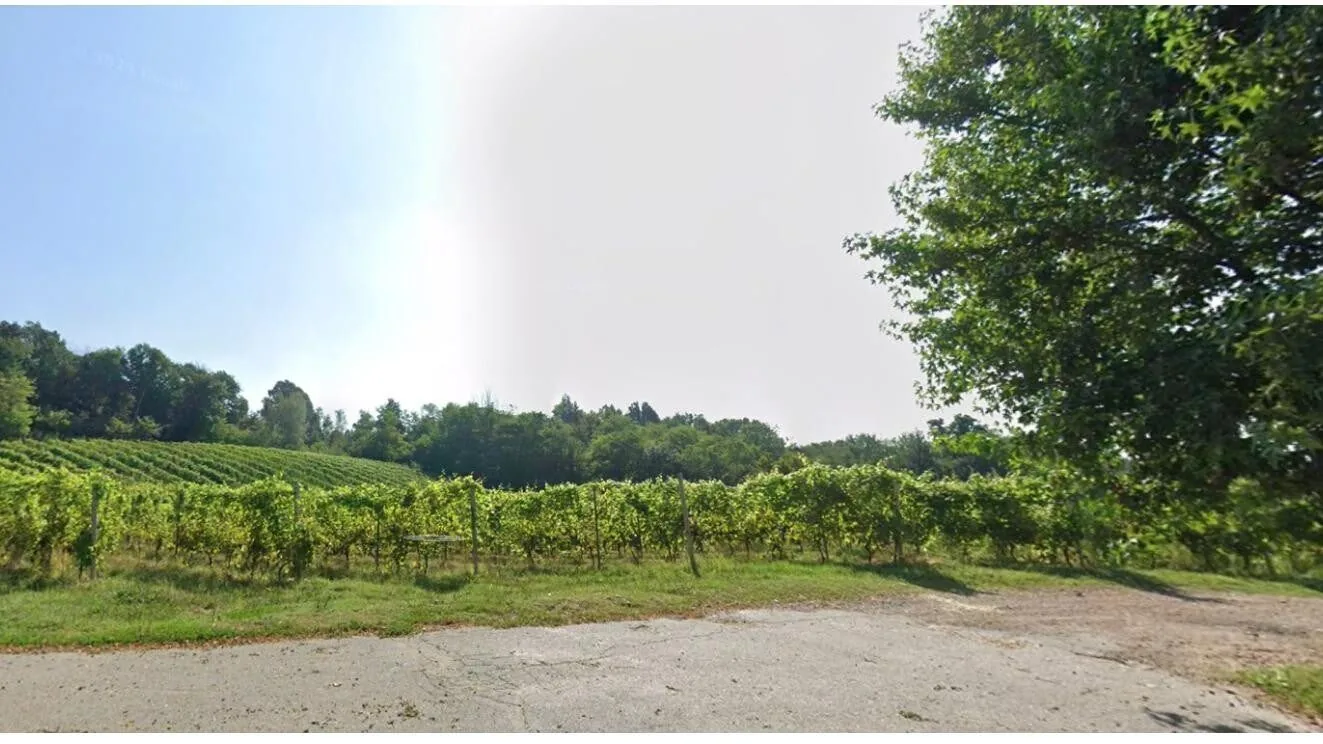 La strada sterrata che costeggia i vigneti vicino a Casa Aura